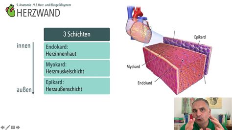 Anatomie Herzwand YouTube