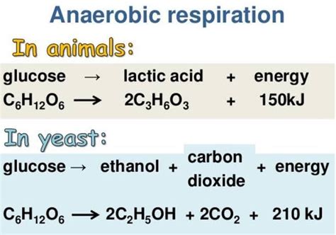 Great Write The Word Equation For Anaerobic Respiration In Plants Science 10 Class Notes