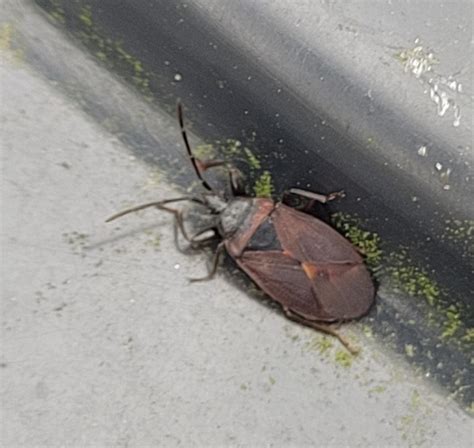 Pinecone Bug From 8960 Randers Danmark On March 14 2024 At 01 55 PM