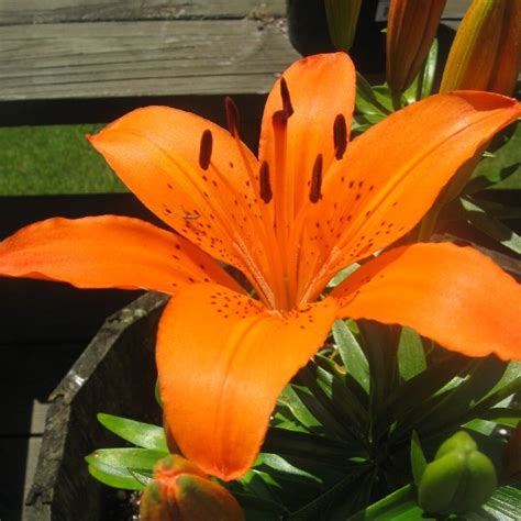 100 Different Types Of Lilies For Your Perennial Beds Florgeous