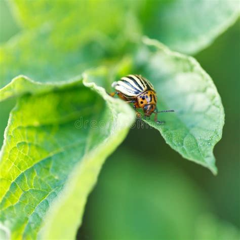 Potato Bug Eating Potatoes Leaves Stock Image Image Of Outdoors