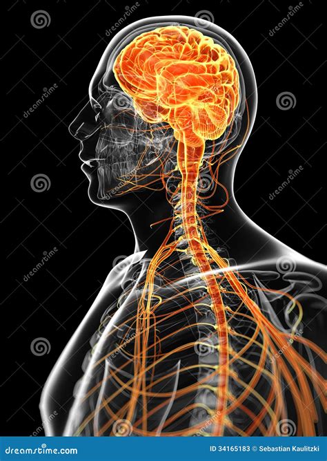 The Male Nervous System Stock Illustration Illustration Of Science