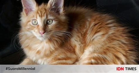 Fakta Menarik Kucing Maine Coon Ras Kucing Terbesar Di Dunia