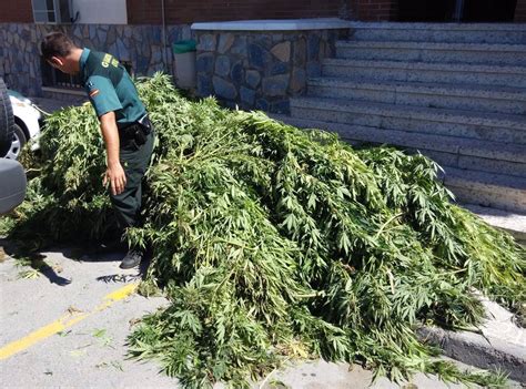 Deis Detenidos Tras Desmantelar Dos Cultivos De Marihuana Con 35 Plantas