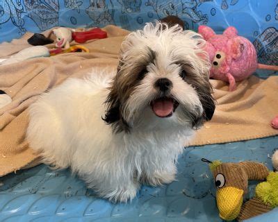 Shih Tzu Puppies Martin S Double E Kennel Llc