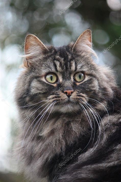 Long Haired Tabby Cat — Stock Photo © chrisga #6399394