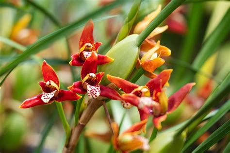 Maxillaria Tenuifolia Coconut Orchid