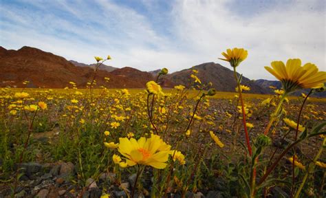 Death Valley Superbloom - Bindlestiff Tours