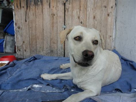 Adoptándonos Hermosa Perra Labradora Color Crema En Adopción