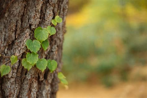 Free Images Tree Nature Forest Grass Branch Sunlight Leaf