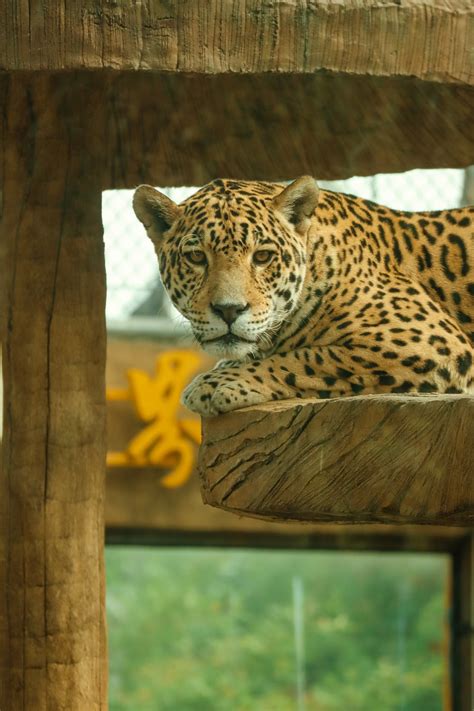 Jaguar Photos, Download The BEST Free Jaguar Stock Photos & HD Images