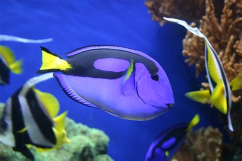 Fotos Gratis Submarino Biolog A Vistoso Pescado Arrecife De Coral