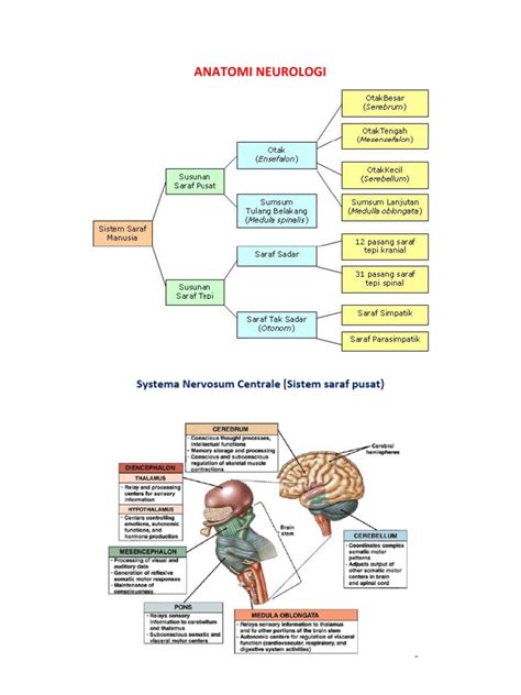 Pembagian Sistem Saraf Pdf