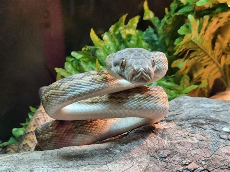 Amethystine Python - ReptileSALES.com.au - Reptile Classifieds!