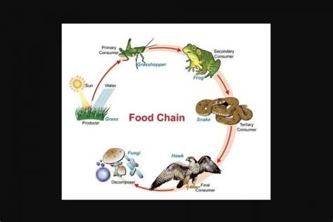 3 Contoh Rantai Makanan Pada Makhluk Hidup Beserta Penjelasan Dan