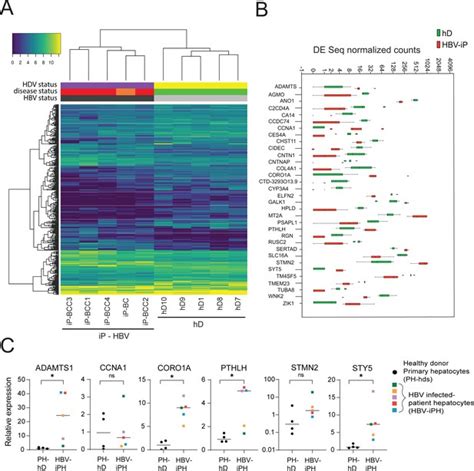 Application Of Human Liver Organoids As A Patient Derived Primary Model