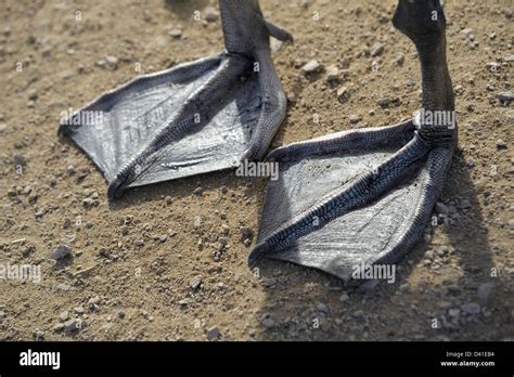 Webbed Feet Hi Res Stock Photography And Images Alamy