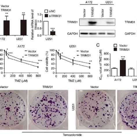 Trim31 Regulates Tmz Resistance Via The Pi3k Akt Signaling Pathway A