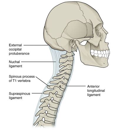 Anterior longitudinal ligament | Radiology Reference Article ...