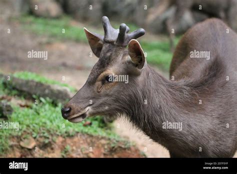 Sambar Deer Rusa Unicolor Stock Photo Alamy