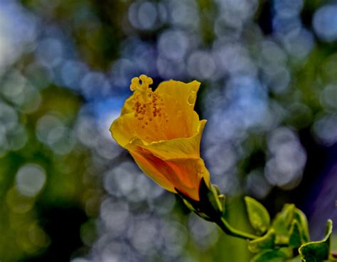 Yellow Hibiscus Flower Free Stock Photo - Public Domain Pictures