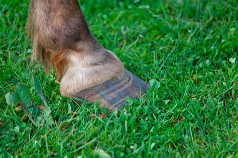 Learn To Recognize The Signs Of Laminitis Royalton Equine Veterinary