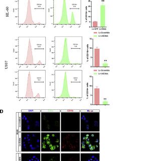 The Impact Of Erbin On Differentiation In Hl And U Cells A The