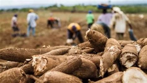 Cresce Produ O De Mandioca Mil Toneladas Por Ano Gazeta Do Cerrado