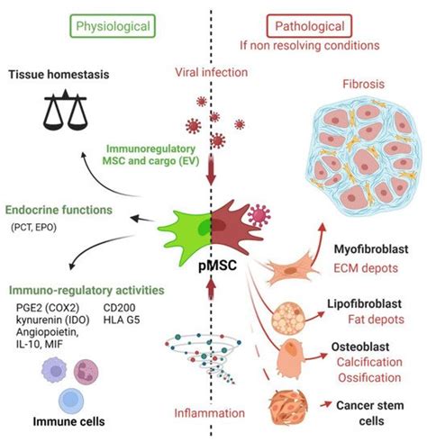 Cell Biology And Immune Functions Of The Msc Encyclopedia Mdpi