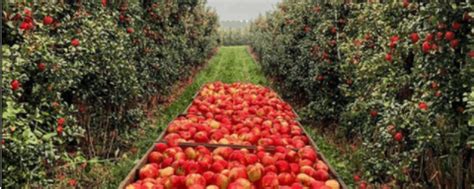 18 Best Michigan Apple Orchards And Cider Mills In 2022