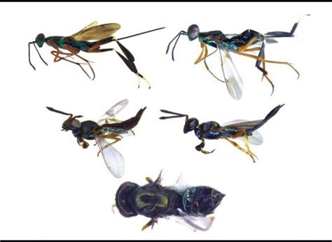 Five New Insect Species Discovered in Western Ghats - India's Endangered