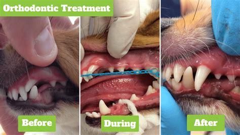 Shelties And The Lance Tooth Understanding This Genetic Tooth Abnormality