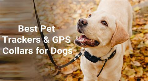 The Best Pet Trackers And Gps Dog Collars For 2023