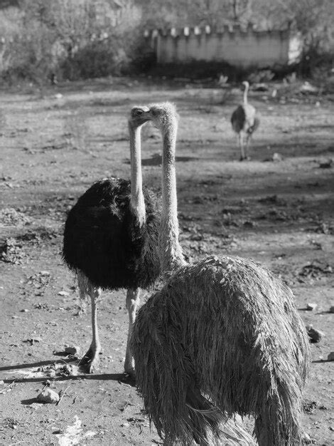 Page 3 Ostrich Behavior Images Free Download On Freepik