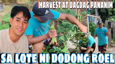 HARVEST AT DAGDAG TANIM SA LOTE NI DODONG ROEL AlexLibradaVlogs YouTube