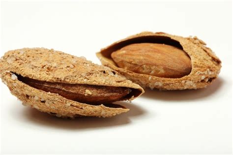 Premium Photo | Almond