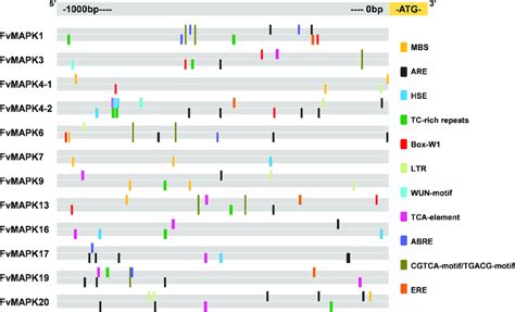 Cis Regulatory Element Analysis Of The Promoter Regions Of Strawberry Download Scientific