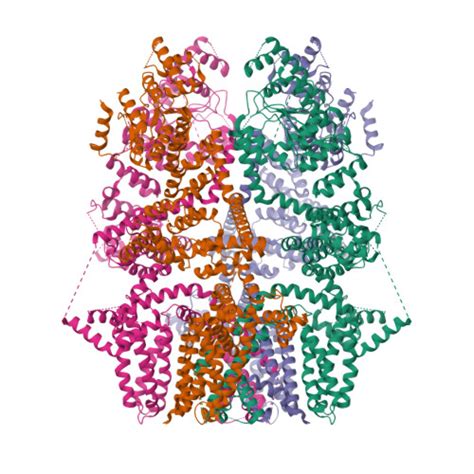 RCSB PDB 8SL8 Cryo EM Structure Of The Rat TRPM5 Channel In Trace