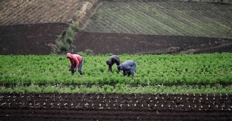 El IICA y la ONU destacan el papel de América Latina en los sistemas alimentarios Infobae