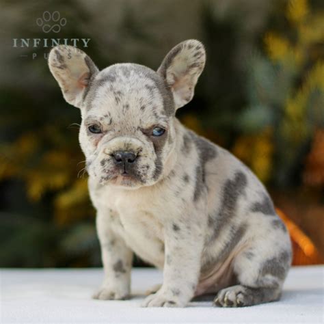 French Bulldog Puppies for Sale (Near Me) | VIP Puppies