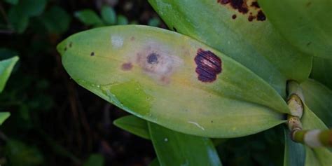 How To Identify And Treat Spots On Orchid Leaves Brown Or Black