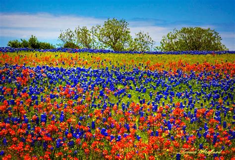 Field of Bluebonnets Indian Paintbrush Photographic Digital