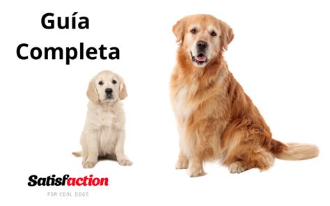 Todo Lo Que Debes Saber Sobre El Golden Retriever Satisfaction