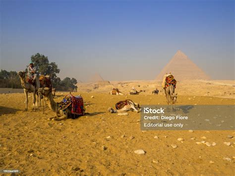 Piramida Giza Mesir Foto Stok Unduh Gambar Sekarang Afrika