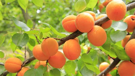 Alberi Da Frutto In Vaso I Consigli Per Coltivarli Con Successo