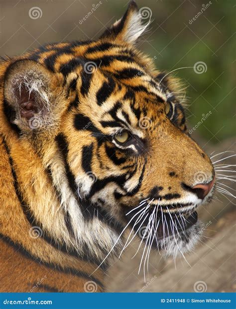 Endangered Sumatran Tiger Stock Photography | CartoonDealer.com #2411948