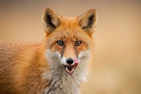 T Te D Un Renard Roux Vulpes Vulpes Se L Chant Les L Vres Photo