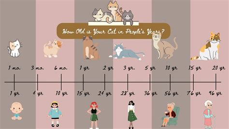 Convert The Age Of Your Cat In Human Years