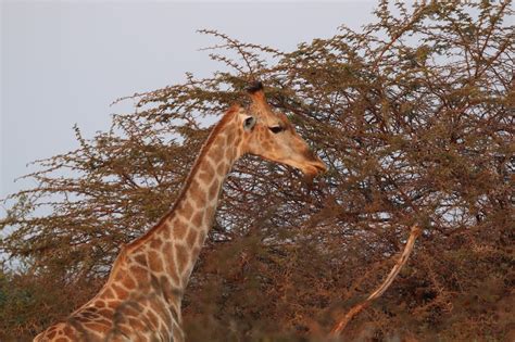 Hwange National Park Chongwen Safaris