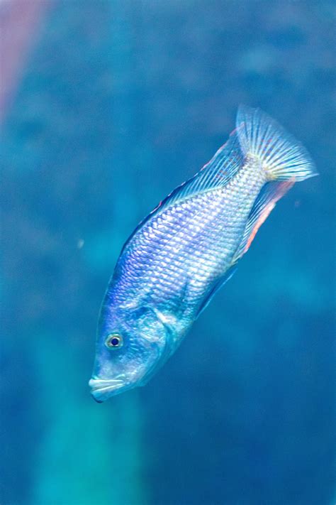 Blue Fish Wallpapers [46+ FREE Background Images] - WallpaperGap